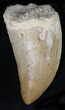 Carcharodontosaurus Tooth - Moroccan T-Rex #22024-1